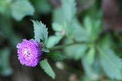 Centratherum punctatum